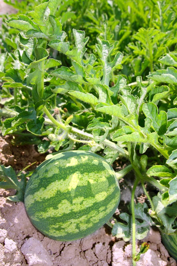große Frucht des Landwirtschaftswassermelone-Feldes lizenzfreies stockbild große Frucht des Landwirtschaftswassermelone-Feldes lizenzfreies stockbild