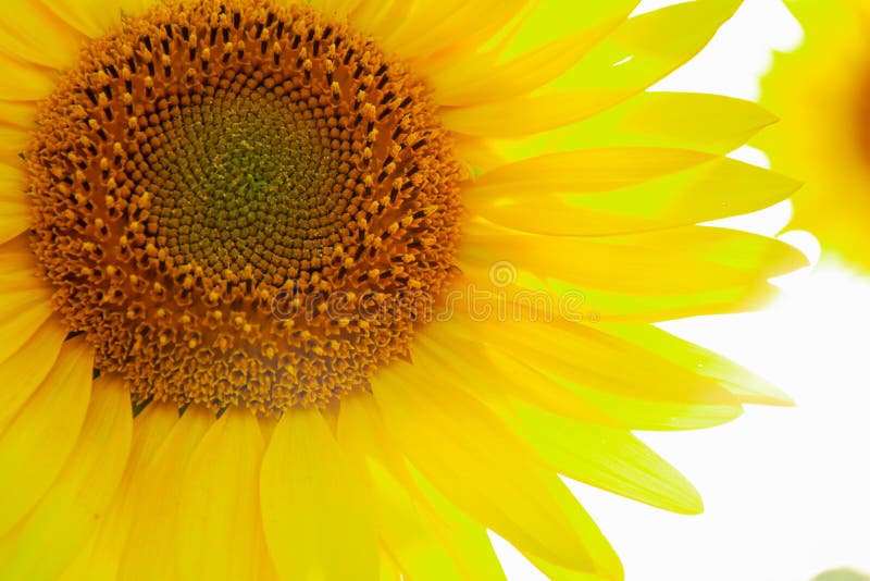 Große gelbe Blume des Sonnenblumenkreises warmer Hintergrund lizenzfreie stockfotos Große gelbe Blume des Sonnenblumenkreises warmer Hintergrund lizenzfreie stockfotos