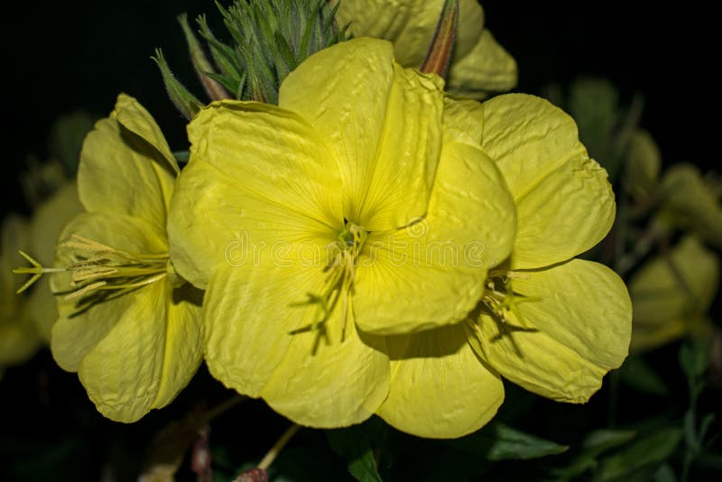 Große gelbe Blume, die nur nachts blüht Prinzessin der Nacht lizenzfreies stockbild Große gelbe Blume, die nur nachts blüht Prinzessin der Nacht lizenzfreies stockbild