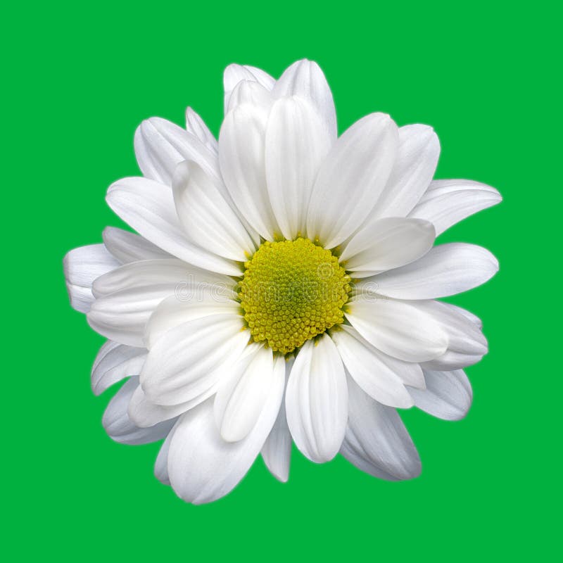 Große isolierte Blume weiß Chrysantheme asymmetrisch auf grünen Hintergrund Chromakey Nahaufnahme hohe Qualität