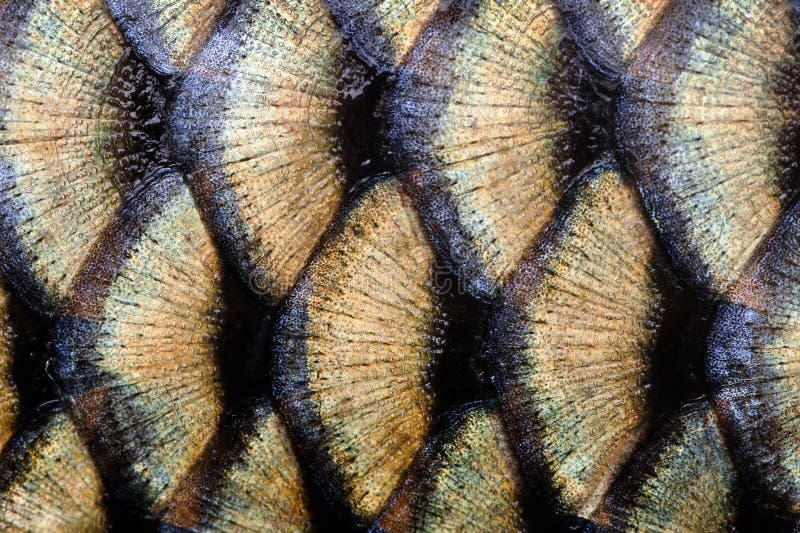Große Karpfenfische, texturierte Skalen-Makroansicht. Schwarz-goldenes, schuppiges Muster. Selektiver Fokus, flache Tiefe stockbild Große Karpfenfische, texturierte Skalen-Makroansicht. Schwarz-goldenes, schuppiges Muster. Selektiver Fokus, flache Tiefe stockbild
