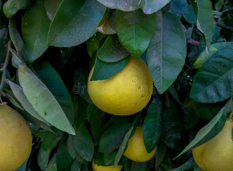 Große Pampelmusenfrucht auf Baum stockbild Große Pampelmusenfrucht auf Baum stockbild