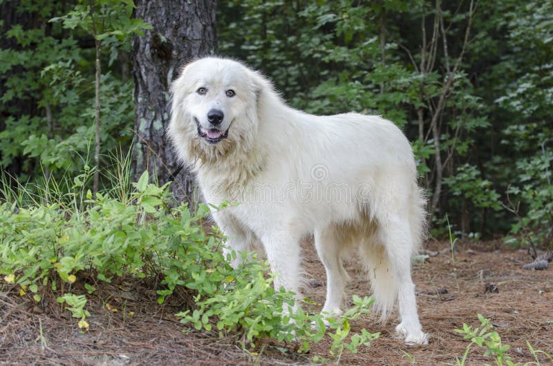 Große Pyrenäen-Viehbestand schützen Dog stockbilder Große Pyrenäen-Viehbestand schützen Dog stockbilder