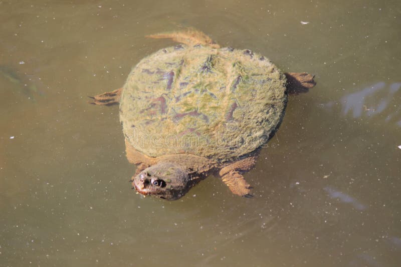 Große Reißende Schildkröte Im Teich Stockfoto Bild von nana, teich