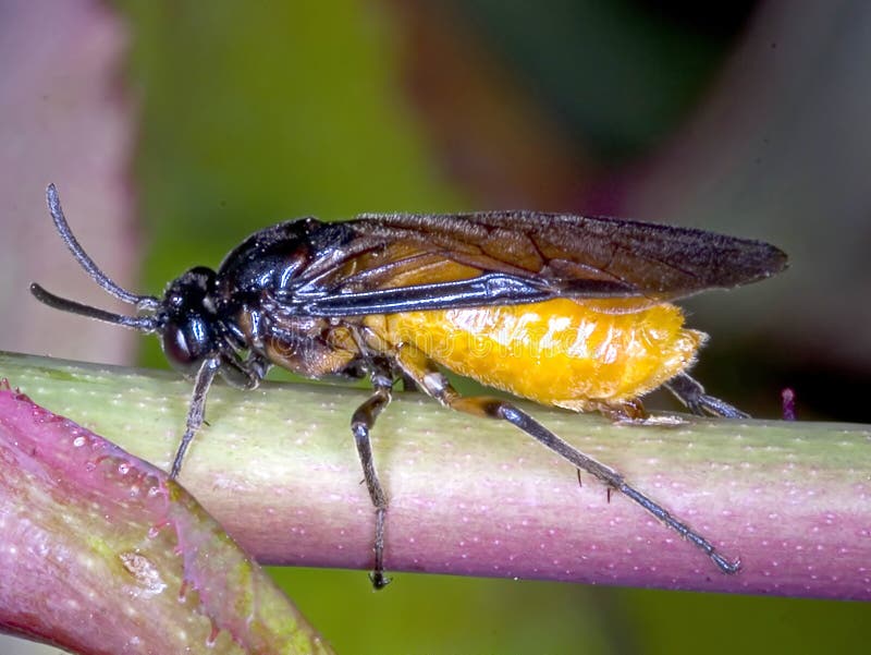 A Large Rose Sawfly laying eggs into the stem of a rose. Arge pagana can reach a length of about 1 cm. Wings and veins on the wings are black, often with blue metallic sheen. Pronotum and legs are also black. Its most conspicuous feature is a large rounded yellow abdomen. It has a black head and thorax and the legs are largely black. A Large Rose Sawfly laying eggs into the stem of a rose. Arge pagana can reach a length of about 1 cm. Wings and veins on the wings are black, often with blue metallic sheen. Pronotum and legs are also black. Its most conspicuous feature is a large rounded yellow abdomen. It has a black head and thorax and the legs are largely black.