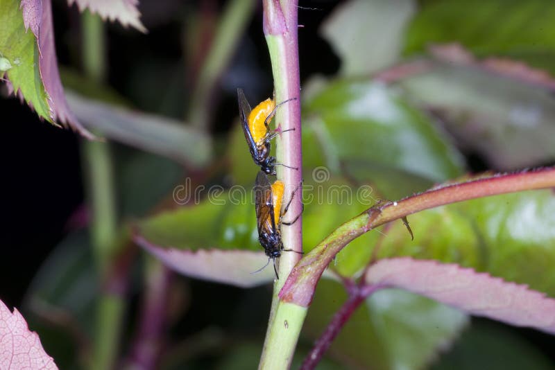 Large Rose Sawflies laying eggs into the stem of a rose. Arge pagana can reach a length of about 1 cm. Wings and veins on the wings are black, often with blue metallic sheen. Pronotum and legs are also black. Its most conspicuous feature is a large rounded yellow abdomen. It has a black head and thorax and the legs are largely black. Large Rose Sawflies laying eggs into the stem of a rose. Arge pagana can reach a length of about 1 cm. Wings and veins on the wings are black, often with blue metallic sheen. Pronotum and legs are also black. Its most conspicuous feature is a large rounded yellow abdomen. It has a black head and thorax and the legs are largely black.