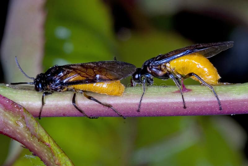 Large Rose Sawflies laying eggs into the stem of a rose. Arge pagana can reach a length of about 1 cm. Wings and veins on the wings are black, often with blue metallic sheen. Pronotum and legs are also black. Its most conspicuous feature is a large rounded yellow abdomen. It has a black head and thorax and the legs are largely black. Large Rose Sawflies laying eggs into the stem of a rose. Arge pagana can reach a length of about 1 cm. Wings and veins on the wings are black, often with blue metallic sheen. Pronotum and legs are also black. Its most conspicuous feature is a large rounded yellow abdomen. It has a black head and thorax and the legs are largely black.