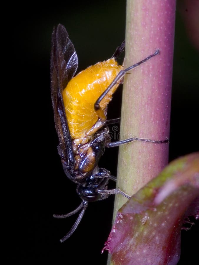 Large Rose Sawflies laying eggs into the stem of a rose. Arge pagana can reach a length of about 1 cm. Wings and veins on the wings are black, often with blue metallic sheen. Pronotum and legs are also black. Its most conspicuous feature is a large rounded yellow abdomen. It has a black head and thorax and the legs are largely black. Large Rose Sawflies laying eggs into the stem of a rose. Arge pagana can reach a length of about 1 cm. Wings and veins on the wings are black, often with blue metallic sheen. Pronotum and legs are also black. Its most conspicuous feature is a large rounded yellow abdomen. It has a black head and thorax and the legs are largely black.