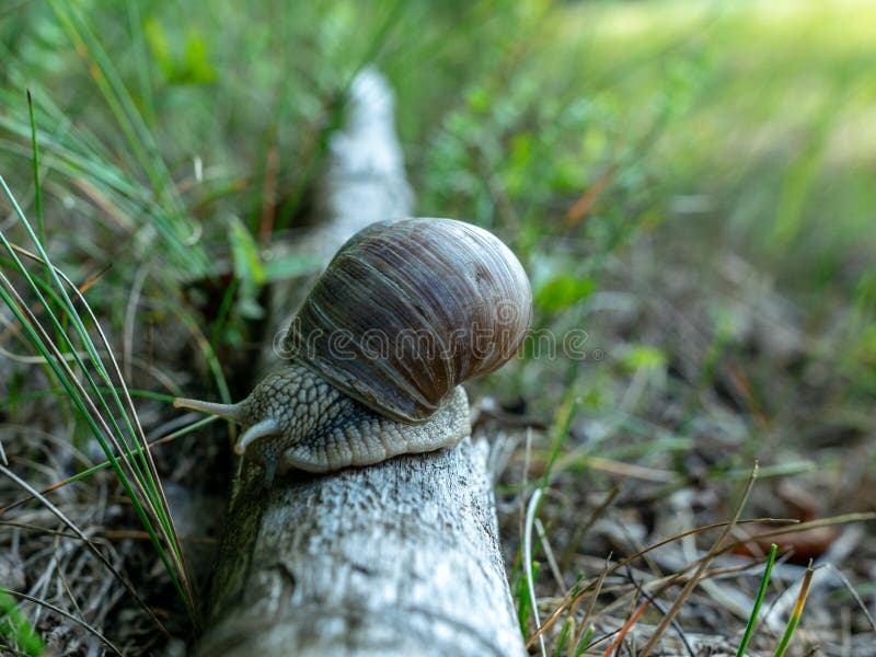 Große Schnecke auf einem Baumstamm stockbilder Große Schnecke auf einem Baumstamm stockbilder