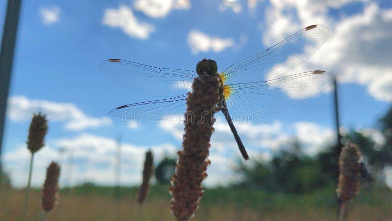 Große schöne Libelle mit transparenten Flügeln sitzt auf Blume Marienkäfer im Wind