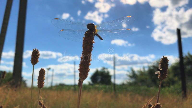 Große schöne Libelle sitzt auf einer Niederlassung auf dem Himmelhintergrund