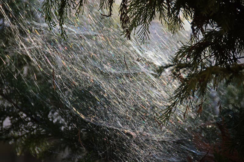 Große Spinnennetze mit hellen Sonnenlichtreflektionen auf Baumzweig lizenzfreies stockbild