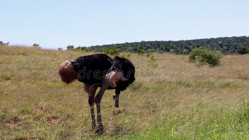 Große Vögel mit langen Beinen wechseln Höhe seines Kopfes. Strauß, der sich in Hochgras umsieht. Safaripark Südafrika