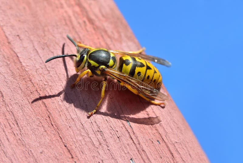 Large female wasp sits on a wooden board. Large female wasp sits on a wooden board.