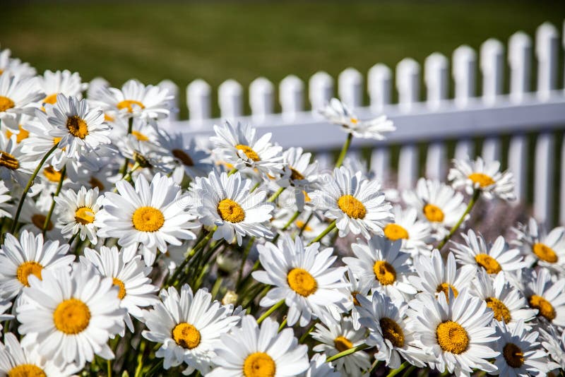Große weiße Gänseblümchen vor weißem Palisadenzaun stockbilder