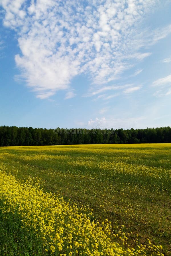 Große Wiese des Rapssamens unter blauem Himmel und weißen Wolken stockbild Große Wiese des Rapssamens unter blauem Himmel und weißen Wolken stockbild