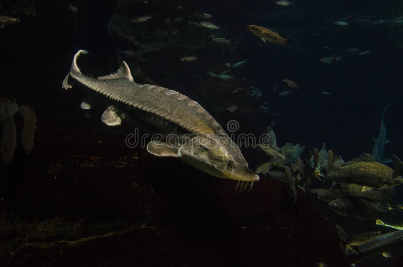 Atlantischer Stör (Acipenser Oxyrinchus Oxyrinchus) Stockfoto - Bild