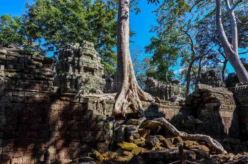 Großer Baum in den Ruinen von Angkor Wat stockfotos Großer Baum in den Ruinen von Angkor Wat stockfotos