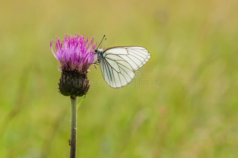 Großer Baumweißlingsschmetterling auf purpurroter Distel stockbilder Großer Baumweißlingsschmetterling auf purpurroter Distel stockbilder
