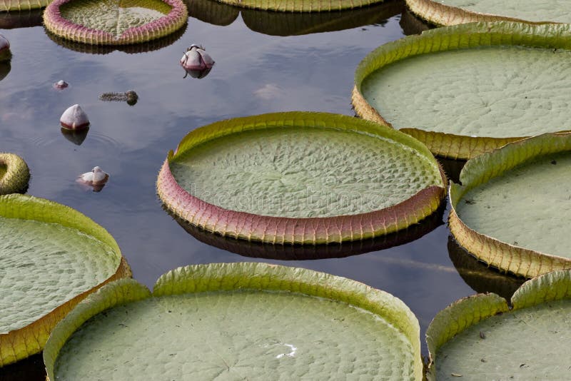 Gigantic pink and green colored Longwood Hybrid Water Platters floating in a lily pond of still water. Gigantic pink and green colored Longwood Hybrid Water Platters floating in a lily pond of still water