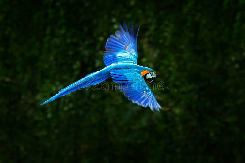 Großer blauer Papagei in der Fliege Aronstäbe ararauna im dunkelgrünen Waldlebensraum Schöner Keilschwanzsittichpapagei von Panta