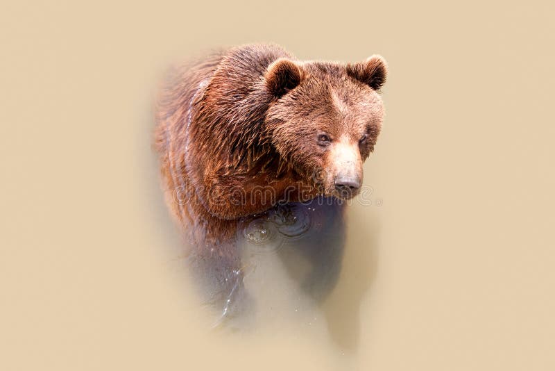 Großer Braunbär stockbild