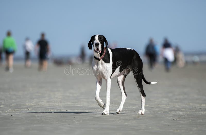 Großer Dane-Hund, der am Strand spaziert lizenzfreies stockbild Großer Dane-Hund, der am Strand spaziert lizenzfreies stockbild