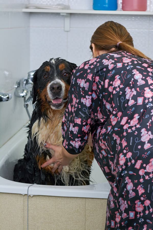 Großer Hund, der ein Bad nimmt stockfotografie Großer Hund, der ein Bad nimmt stockfotografie