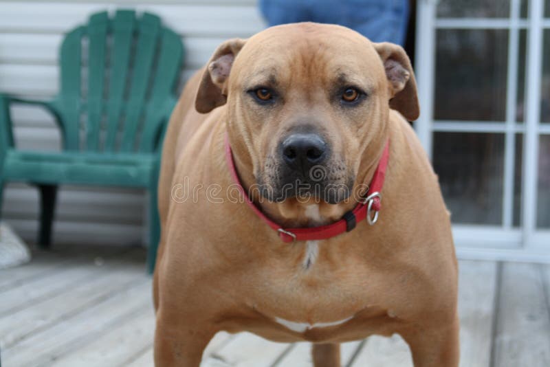 Großer brauner Hund lizenzfreies stockbild