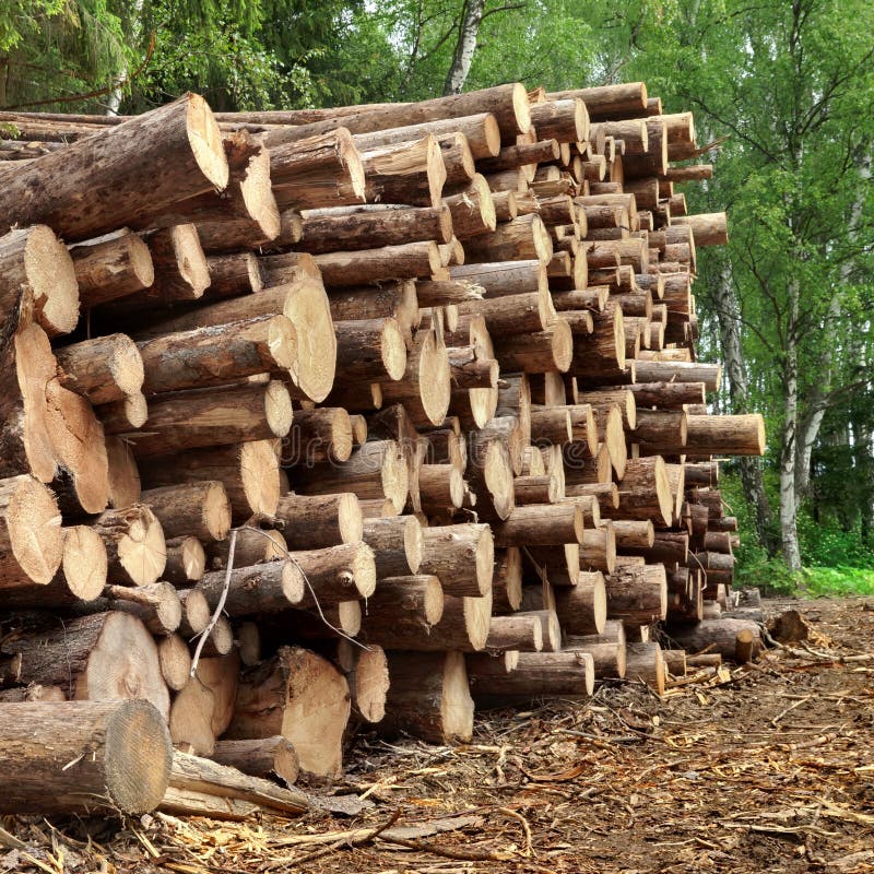 Großer hölzerner Stapel im Sommer-Wald stockfoto Großer hölzerner Stapel im Sommer-Wald stockfoto