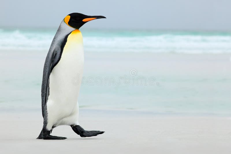 Großer Königpinguin, der zum blauen Wasser, Atlantik in Falkland Island, Küstenseevogel im Naturlebensraum geht