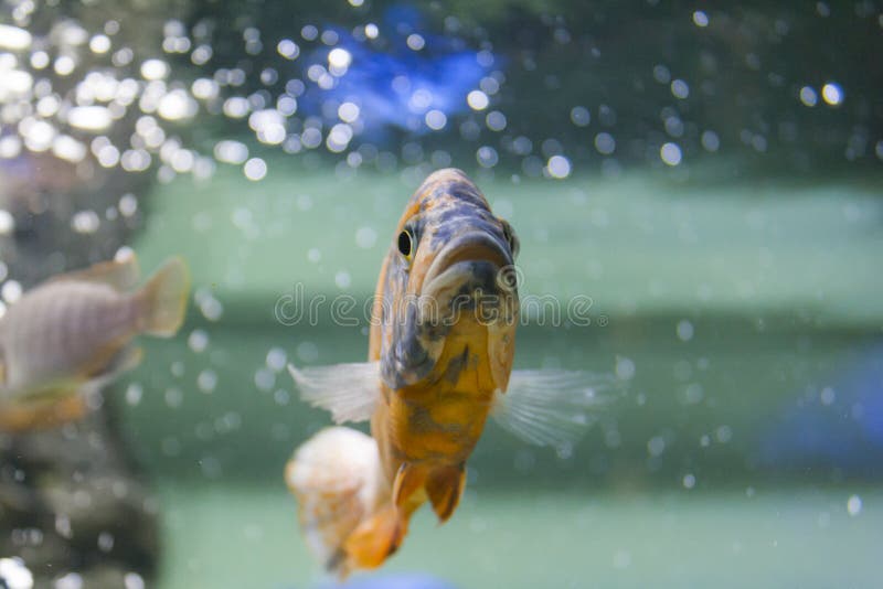 Großer orange-schwarzer Karpfen im klaren Wasser lizenzfreies stockfoto Großer orange-schwarzer Karpfen im klaren Wasser lizenzfreies stockfoto