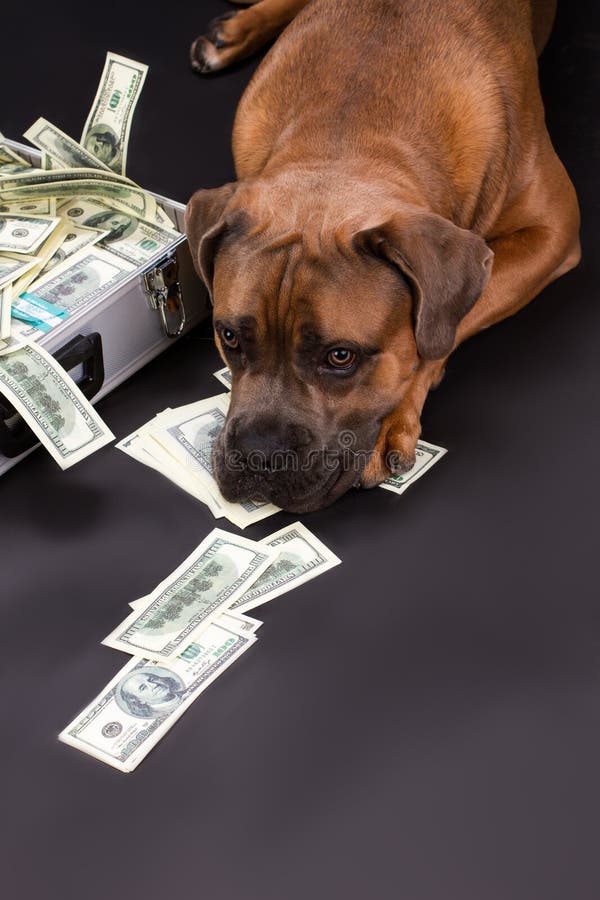 Big pedigreed dog and diplomat with money. Cute dog of breed italian mastiff cane corso and dollars on dark background, studio shot. Financial prosperity and business benefits concept. Big pedigreed dog and diplomat with money. Cute dog of breed italian mastiff cane corso and dollars on dark background, studio shot. Financial prosperity and business benefits concept.