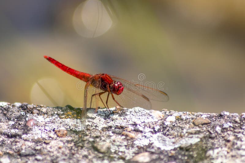 Großer roter Libelle Odonata, der auf einem Stein in der Sonne für die nächste Jagd für Insekten erwärmt hat große mit Filigran ge stockfotografie