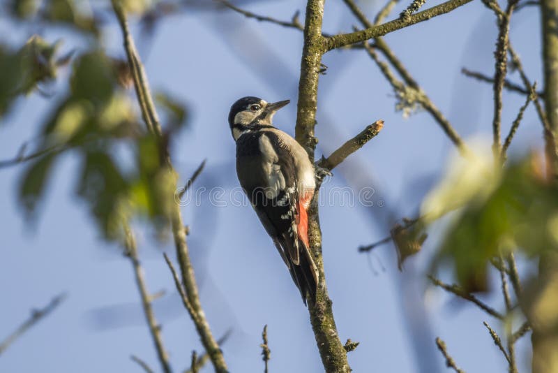 Großer Specht (Dendrocopos Major) lizenzfreie stockbilder Großer Specht (Dendrocopos Major) lizenzfreie stockbilder