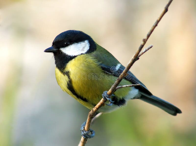 Great tit (Parus major), resting on a branch. Great tit (Parus major), resting on a branch.