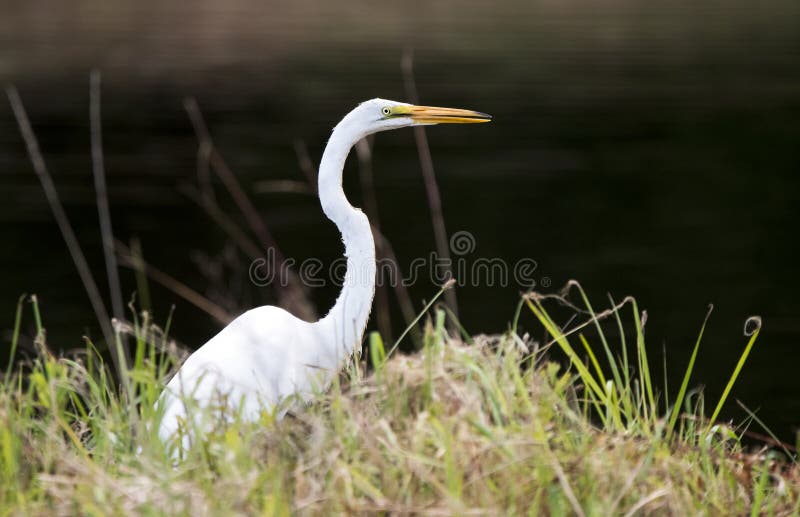 Großer Weißer Großer Reihervogel Stockfoto Bild Von Grün Grafschaft 154596980