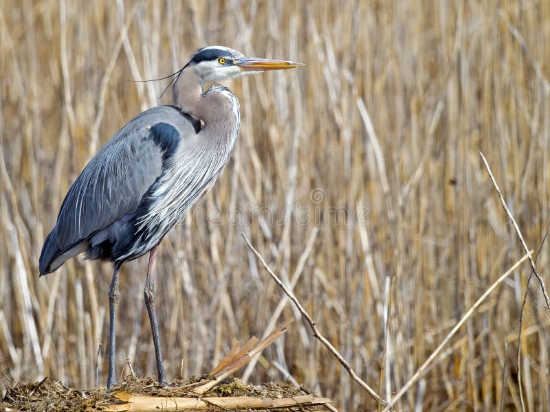 Großes Blau-Reiher lizenzfreie stockbilder Großes Blau-Reiher lizenzfreie stockbilder
