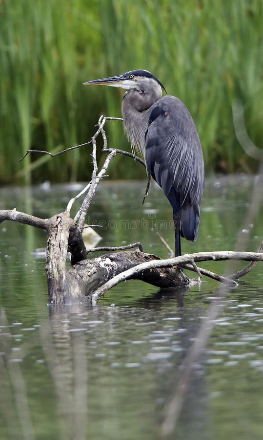 Great Blue Heron perched on a log waiting for a fish to swim by. This Heron was located in Ohio. Great Blue Heron perched on a log waiting for a fish to swim by. This Heron was located in Ohio.