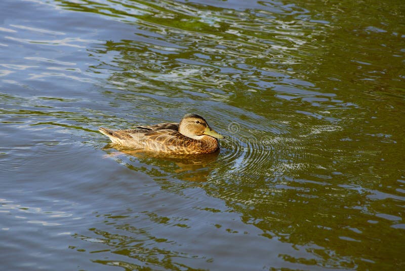 großes braunes Wildenteschwimmen im Teich stockfoto großes braunes Wildenteschwimmen im Teich stockfoto