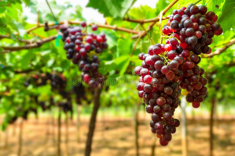 Großes Bündel rote Weinreben hängen von einer Rebe lizenzfreies stockfoto Großes Bündel rote Weinreben hängen von einer Rebe lizenzfreies stockfoto