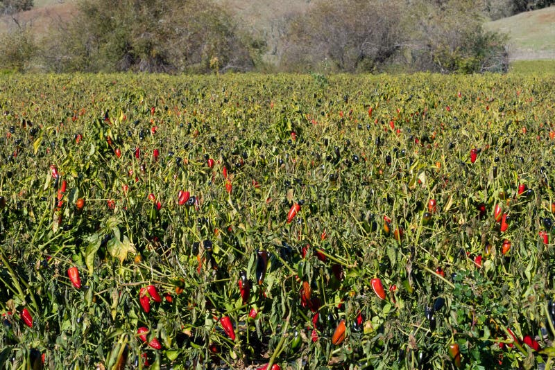 Großes Feld roter Paprika in Kalifornien wachsen in Kalifornien lizenzfreies stockbild Großes Feld roter Paprika in Kalifornien wachsen in Kalifornien lizenzfreies stockbild
