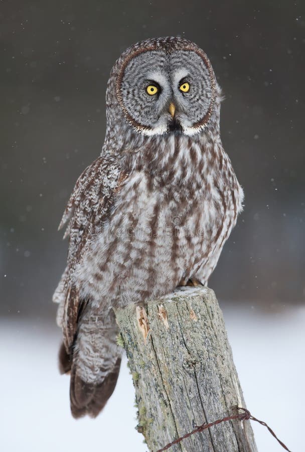 Großes Grey Owl stockfotos Großes Grey Owl stockfotos