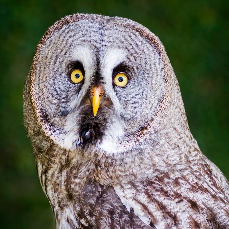 Großes Grey Owl stockfotografie Großes Grey Owl stockfotografie