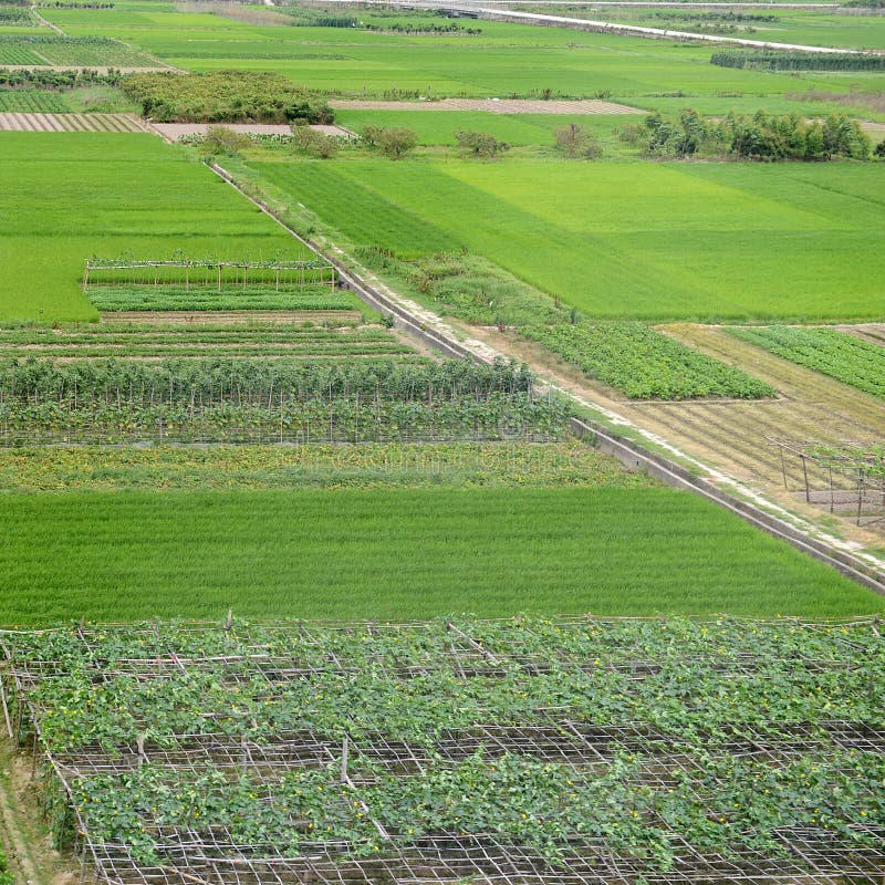 Großes grünes Ackerland stockbild