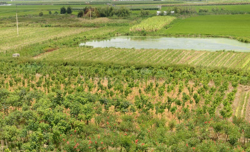 Großes grünes Ackerland lizenzfreies stockbild