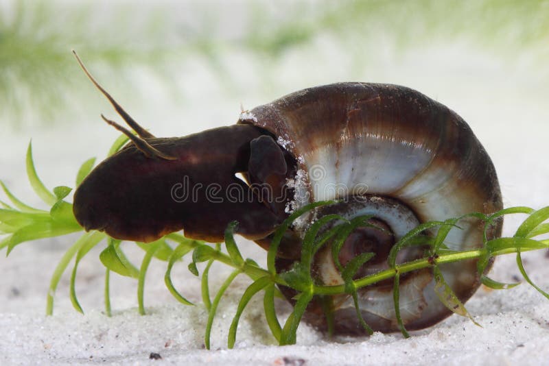 Großes Ramshorn (Planorbariuscorneus) Im Teich Stockbild Bild von