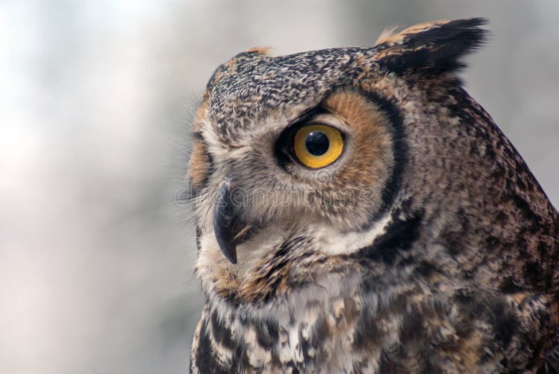 Großes selbstpeilendes Eule Bubo virginianus stockbilder Großes selbstpeilendes Eule Bubo virginianus stockbilder