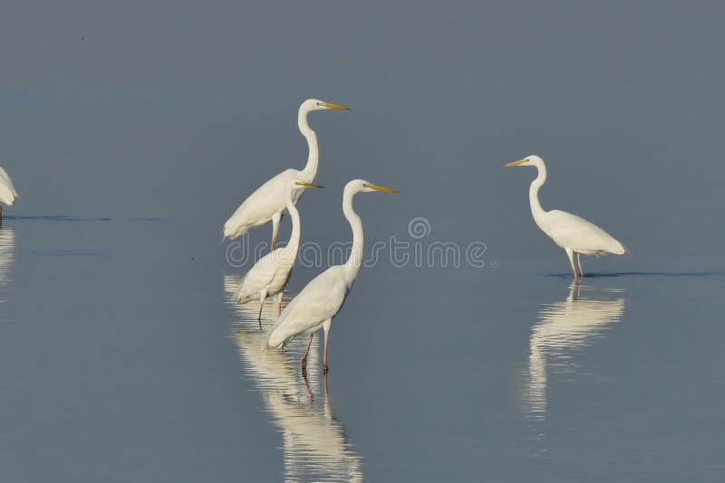 Großes Weiß-Reiher lizenzfreie stockfotos Großes Weiß-Reiher lizenzfreie stockfotos