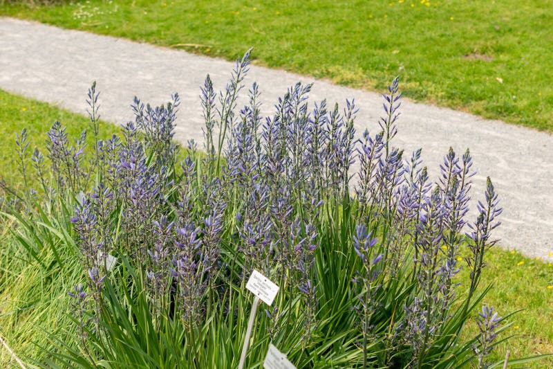 Großfabrik Camassia leichtlinii in Zürich in der Schweiz. 1 2024 camassia leichtlinii oder große camas-Pflanze im botanischen Garten